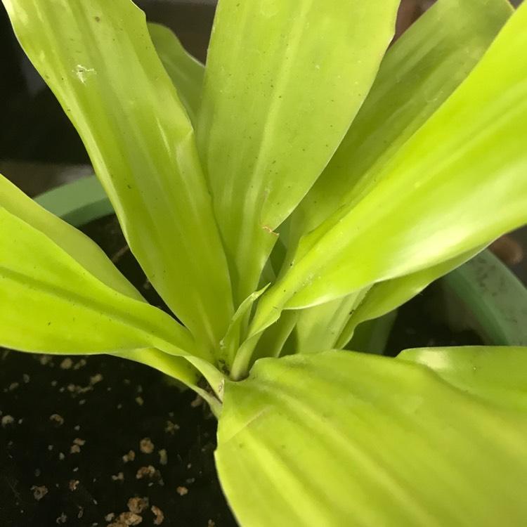 Dracaena Deremensis Limelight Bush - View 10 from www redcrocus com