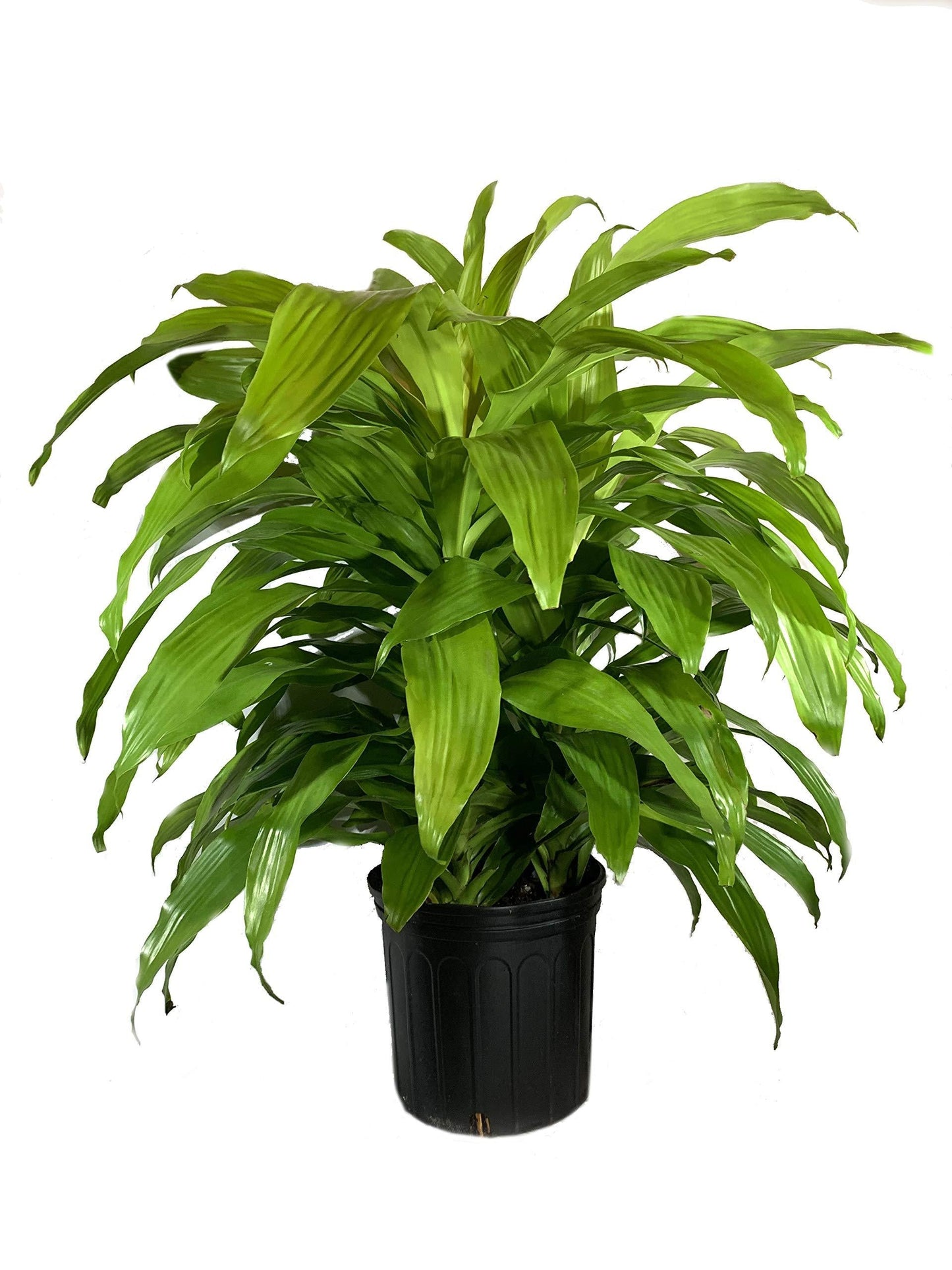 Dracaena Deremensis Limelight Bush - View 11 from www redcrocus com