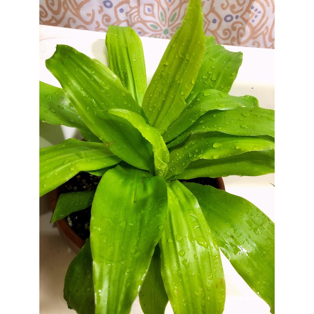 Dracaena Deremensis Limelight Bush - View 13 from www redcrocus com