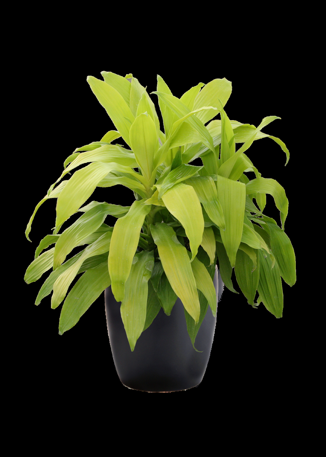 Dracaena Deremensis Limelight Bush - View 13 from www redcrocus com