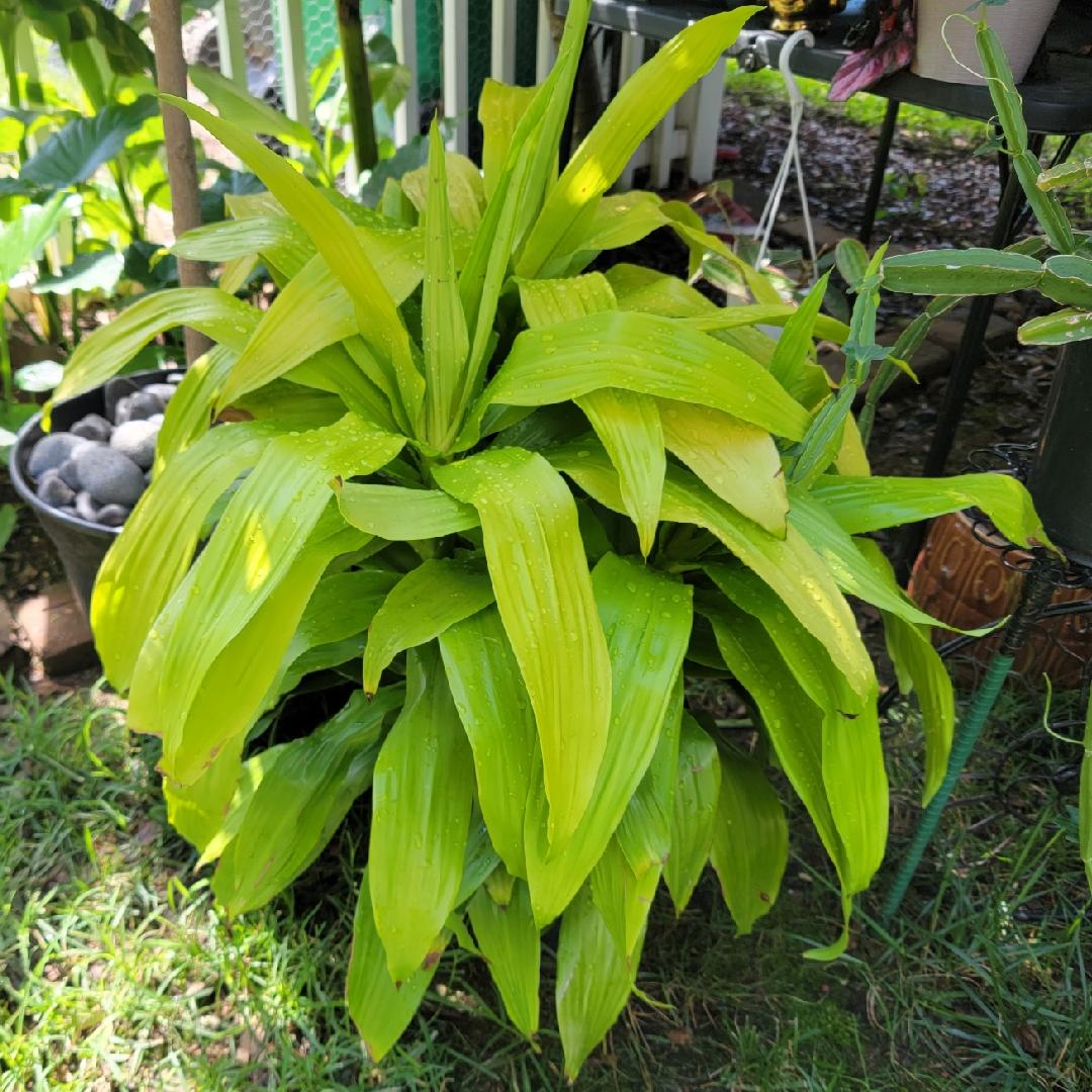 Dracaena Deremensis Limelight Bush - View 15 from www redcrocus com