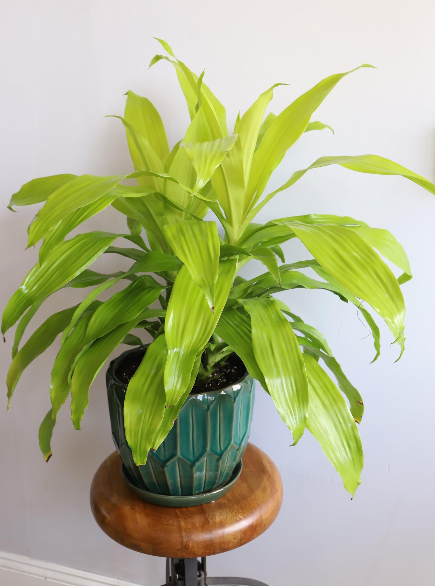 Dracaena Deremensis Limelight Bush - View 16 from www redcrocus com
