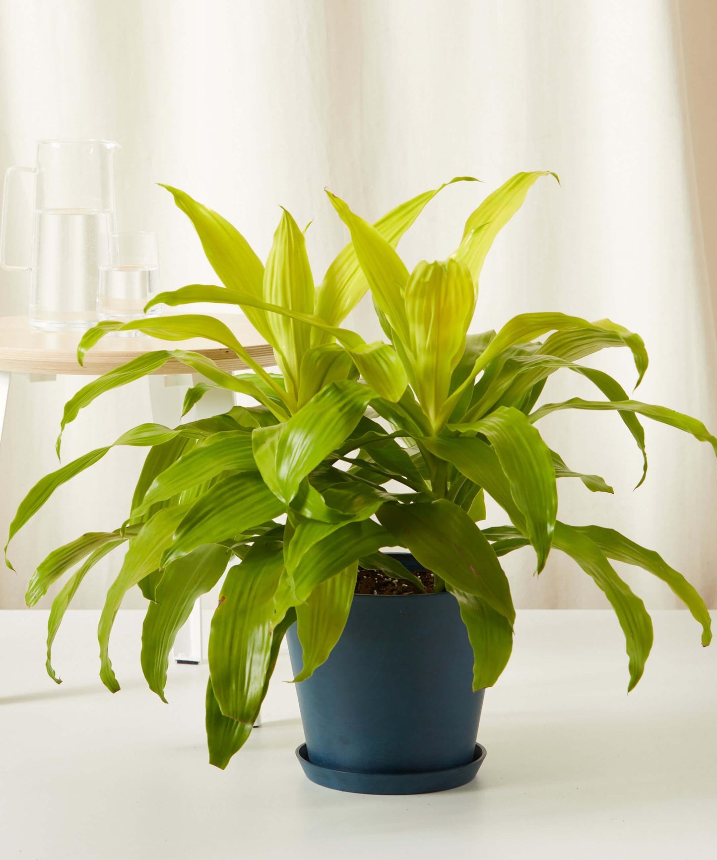 Dracaena Deremensis Limelight Bush - View 17 from www redcrocus com
