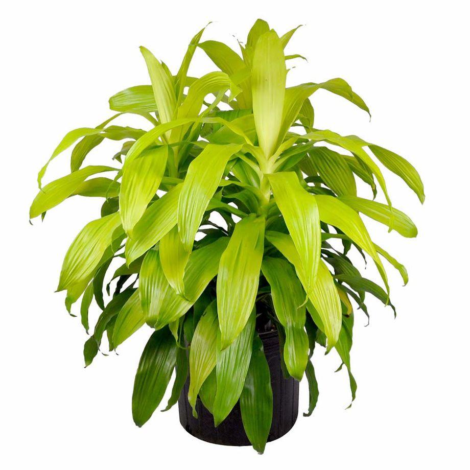 Dracaena Deremensis Limelight Bush - View 2 from www redcrocus com