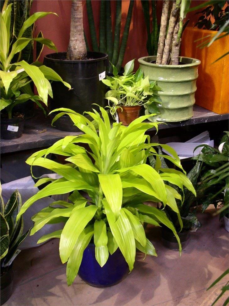 Dracaena Deremensis Limelight Bush - View 3 from www redcrocus com