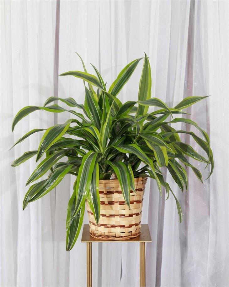Dracaena Deremensis Limelight Bush - View 4 from www redcrocus com