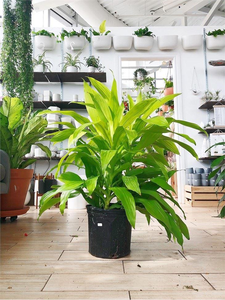 Dracaena Deremensis Limelight Bush - View 5 from www redcrocus com