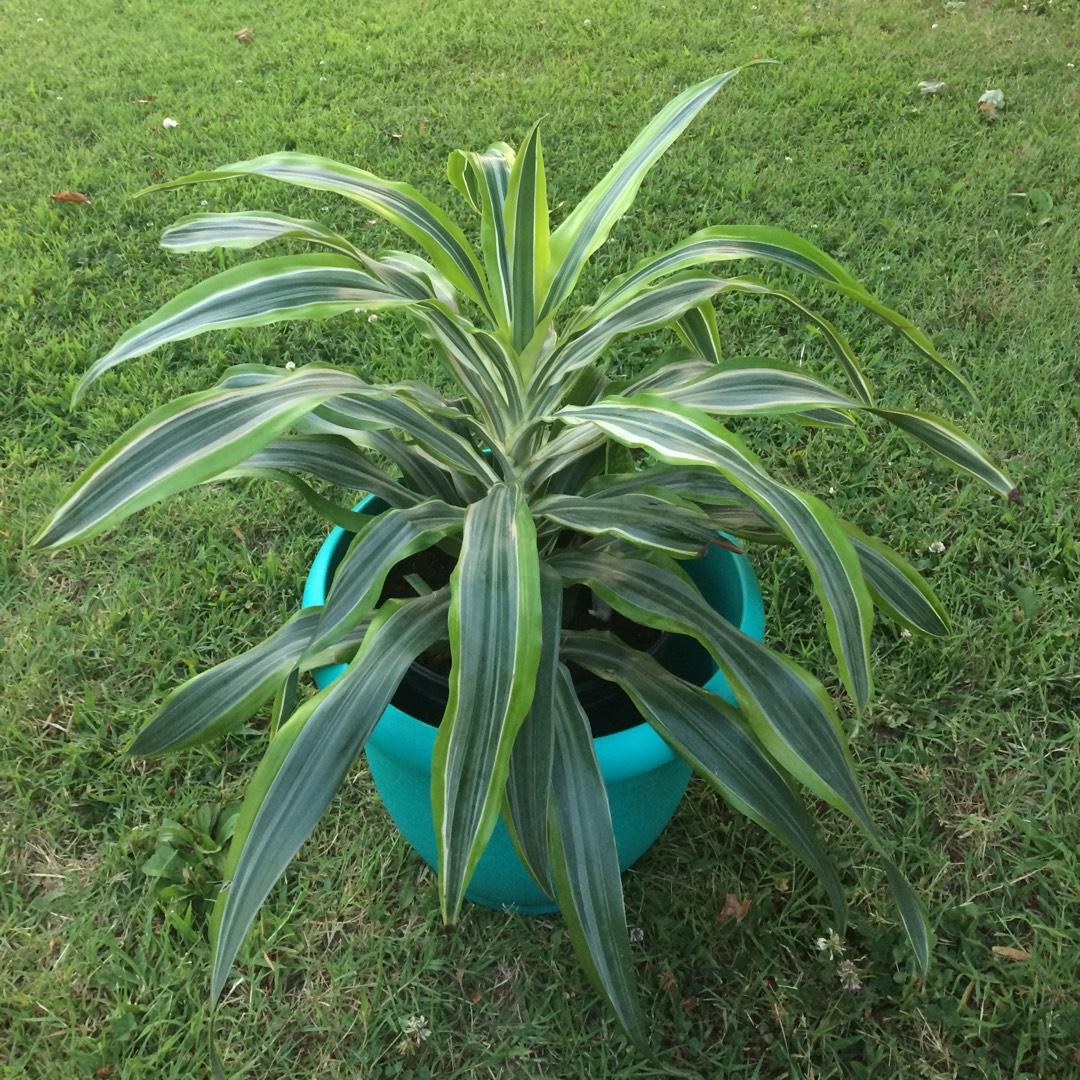 Dracaena Deremensis Limelight Bush - View 6 from www redcrocus com