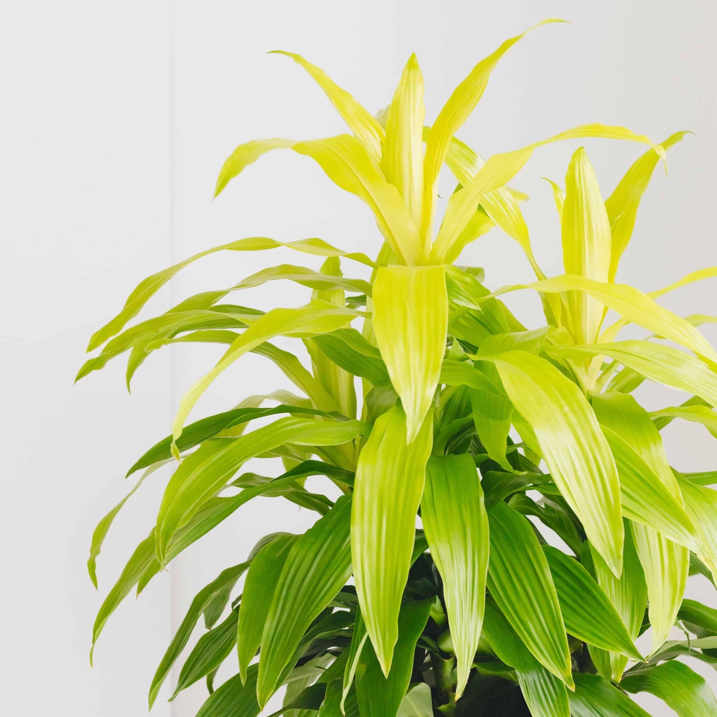 Dracaena Deremensis Limelight Bush - View 7 from www redcrocus com