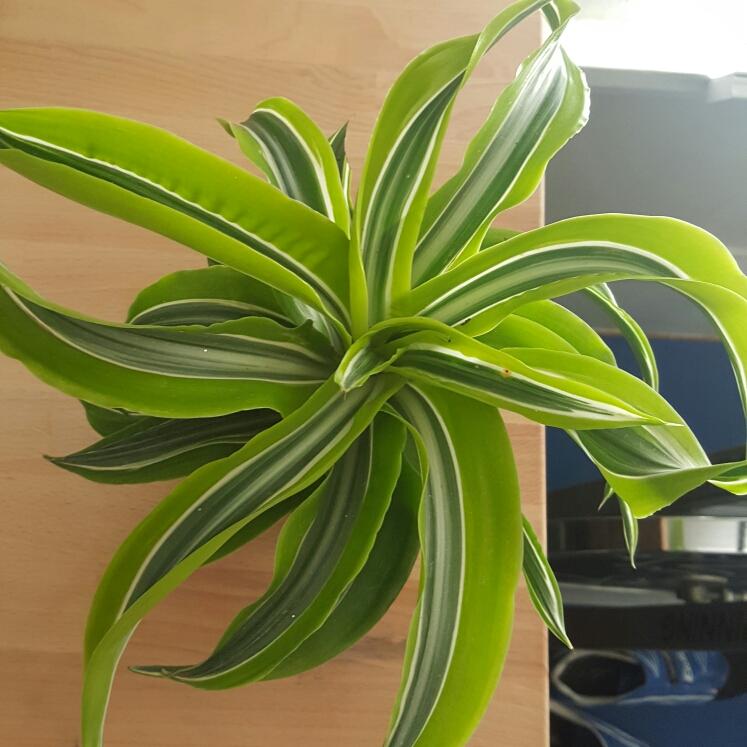 Dracaena Deremensis Limelight Bush - View 9 from www redcrocus com