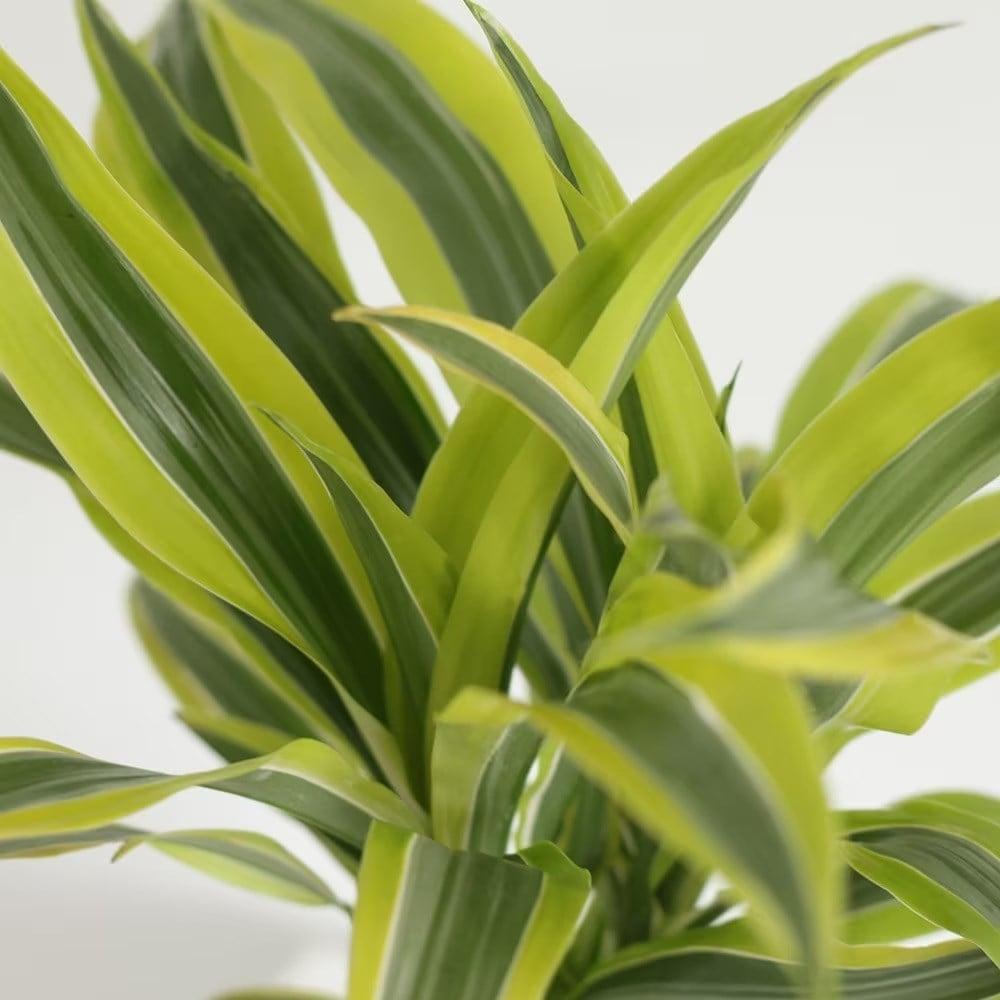 Dracaena Deremensis Lemon Lime Bush - View 10 from www redcrocus com