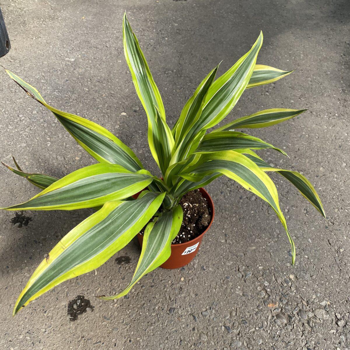 Dracaena Deremensis Lemon Lime Bush - View 11 from www redcrocus com