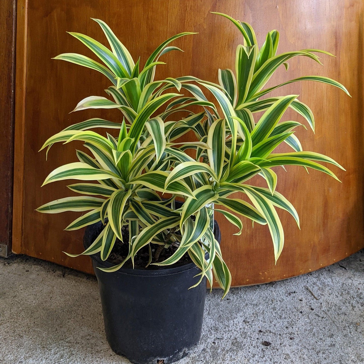 Dracaena Deremensis Lemon Lime Bush - View 12 from www redcrocus com