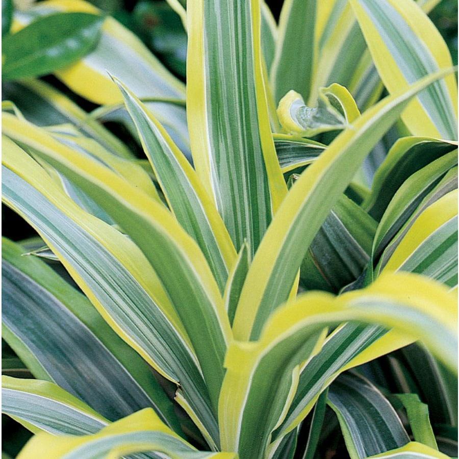 Dracaena Deremensis Lemon Lime Bush - View 13 from www redcrocus com