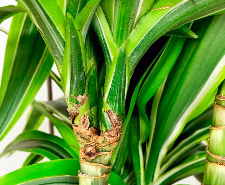 Dracaena Deremensis Lemon Lime Bush - View 15 from www redcrocus com