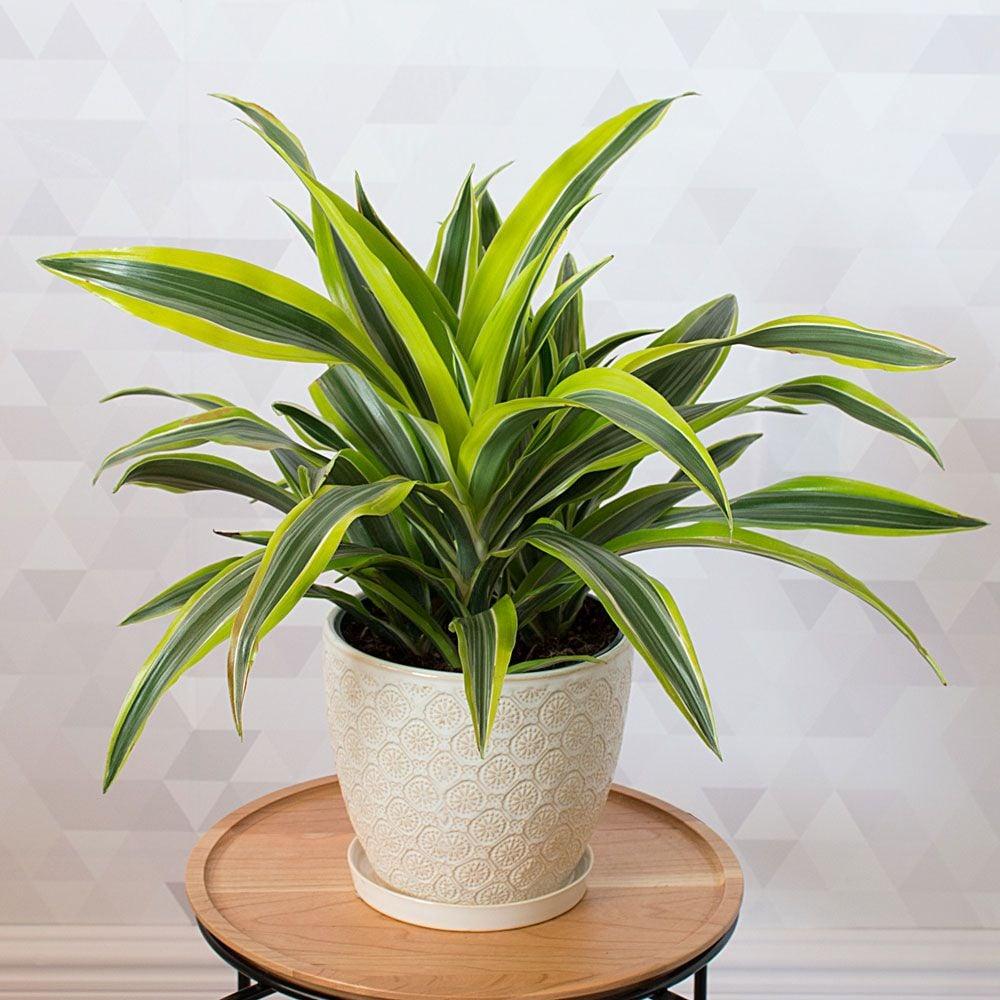 Dracaena Deremensis Lemon Lime Bush - View 16 from www redcrocus com
