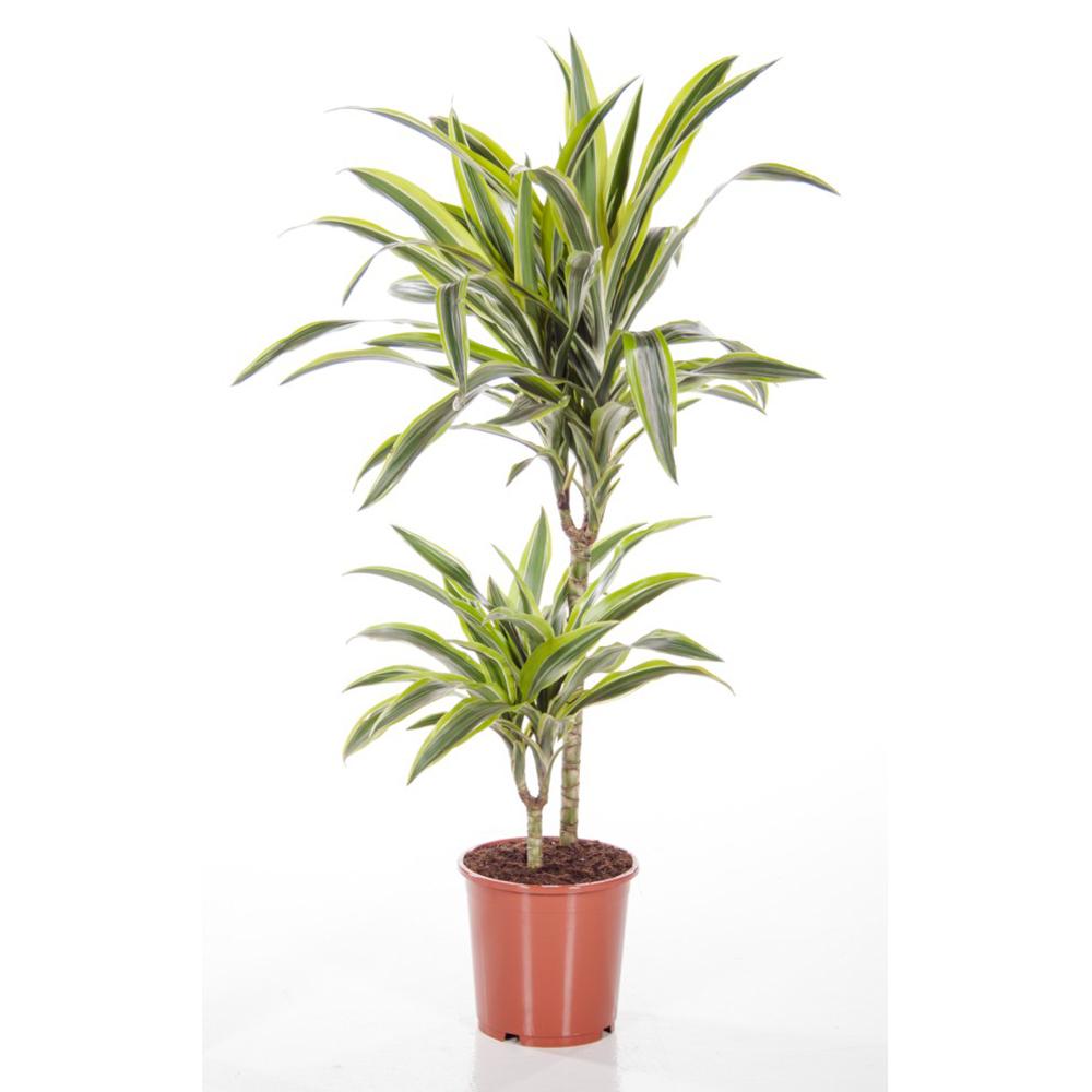 Dracaena Deremensis Lemon Lime Bush - View 17 from www redcrocus com