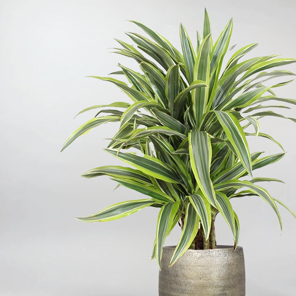 Dracaena Deremensis Lemon Lime Bush - View 18 from www redcrocus com