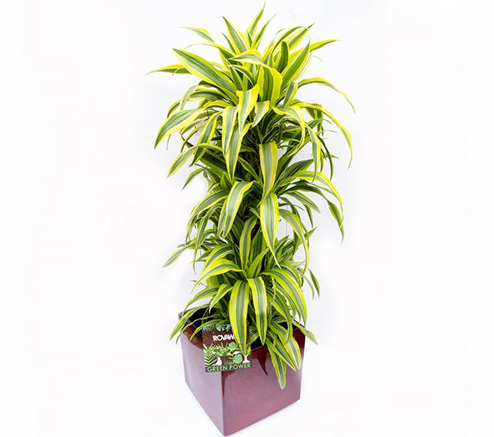 Dracaena Deremensis Lemon Lime Bush - View 19 from www redcrocus com