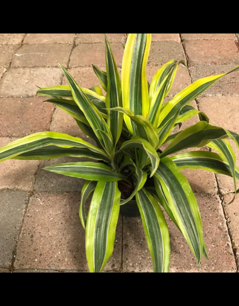 Dracaena Deremensis Lemon Lime Bush - View 2 from www redcrocus com