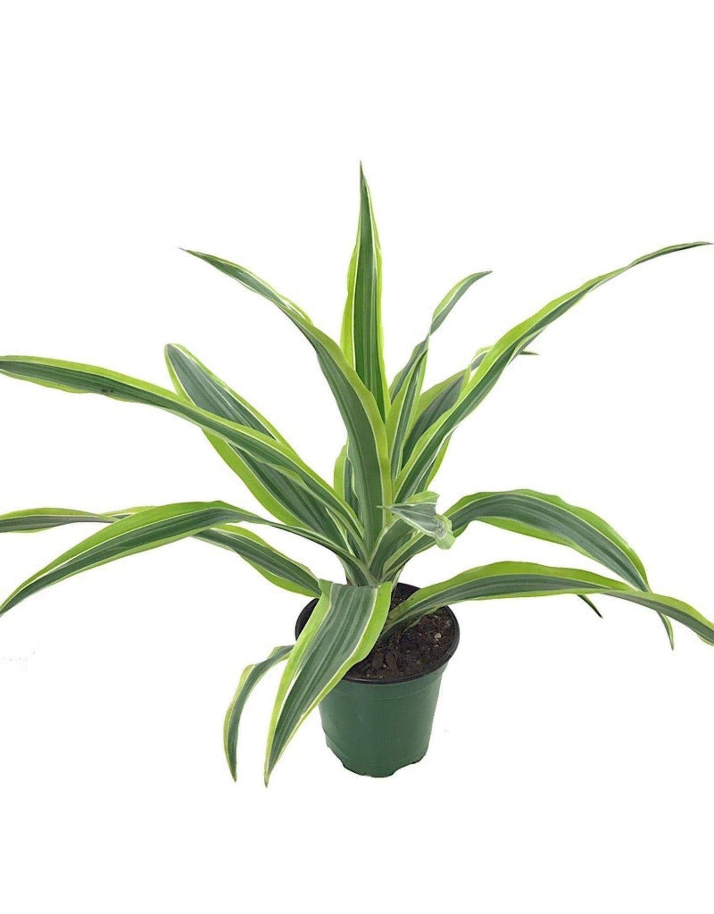 Dracaena Deremensis Lemon Lime Bush - View 4 from www redcrocus com