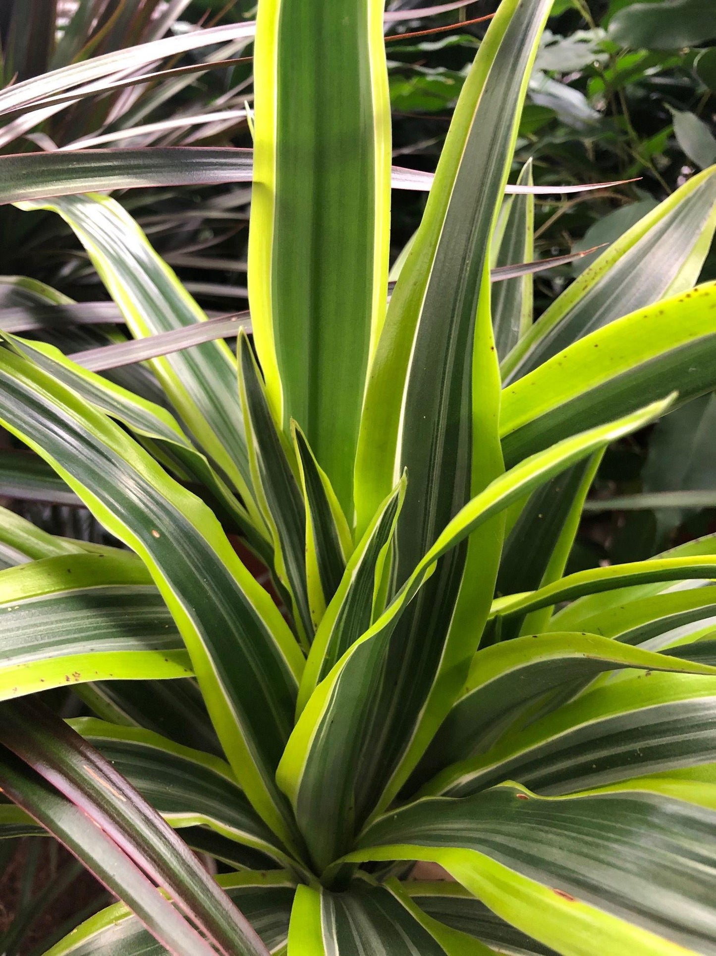 Dracaena Deremensis Lemon Lime Bush - View 5 from www redcrocus com