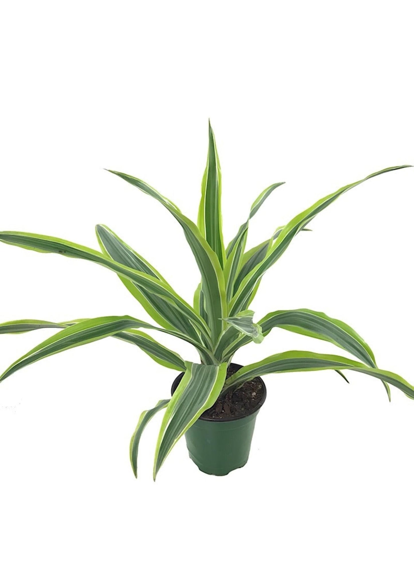 Dracaena Deremensis Lemon Lime Bush - View 7 from www redcrocus com