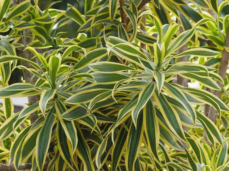 Dracaena Deremensis Lemon Lime Bush - View 7 from www redcrocus com