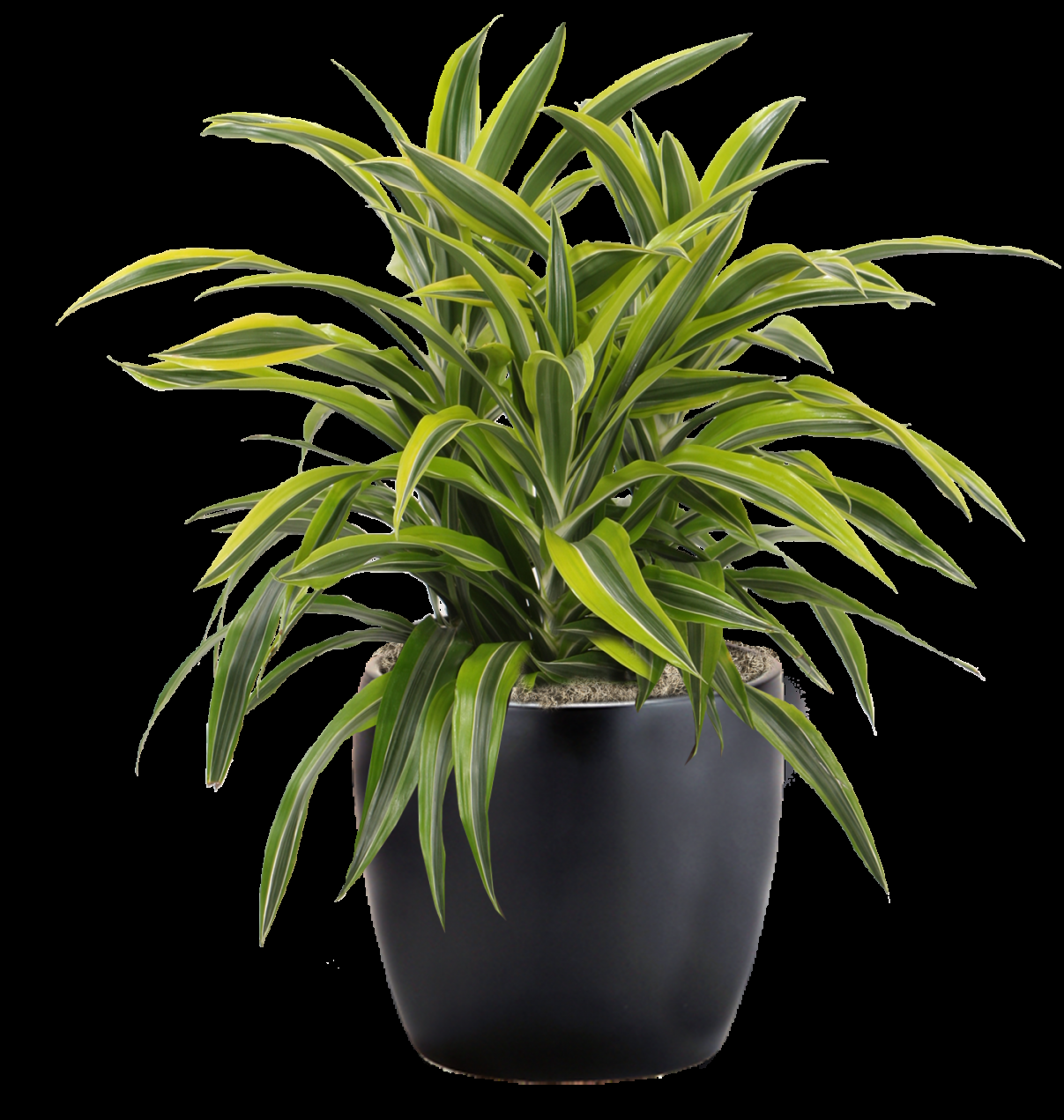 Dracaena Deremensis Lemon Lime Bush - View 7 from www redcrocus com