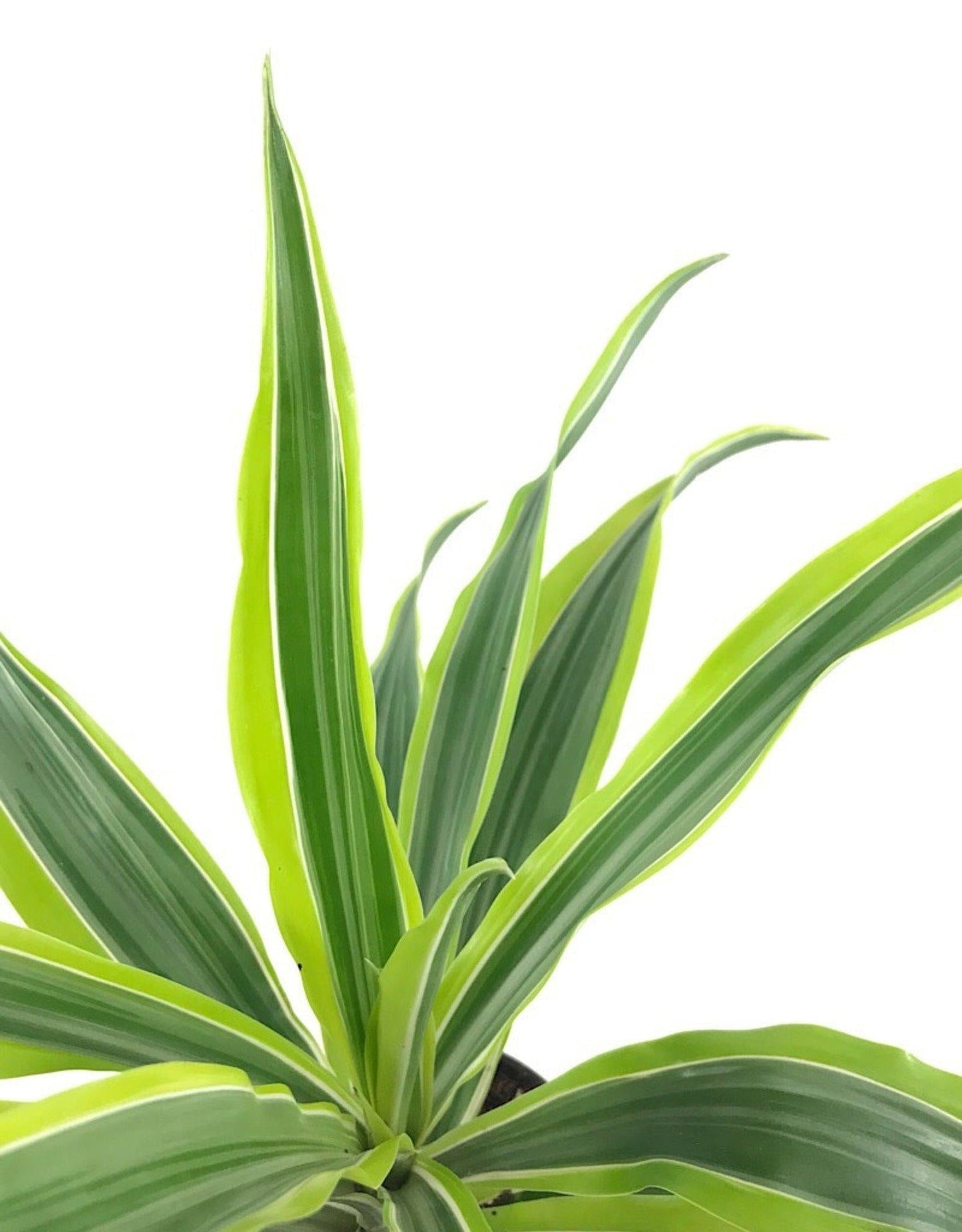 Dracaena Deremensis Lemon Lime Bush - View 8 from www redcrocus com