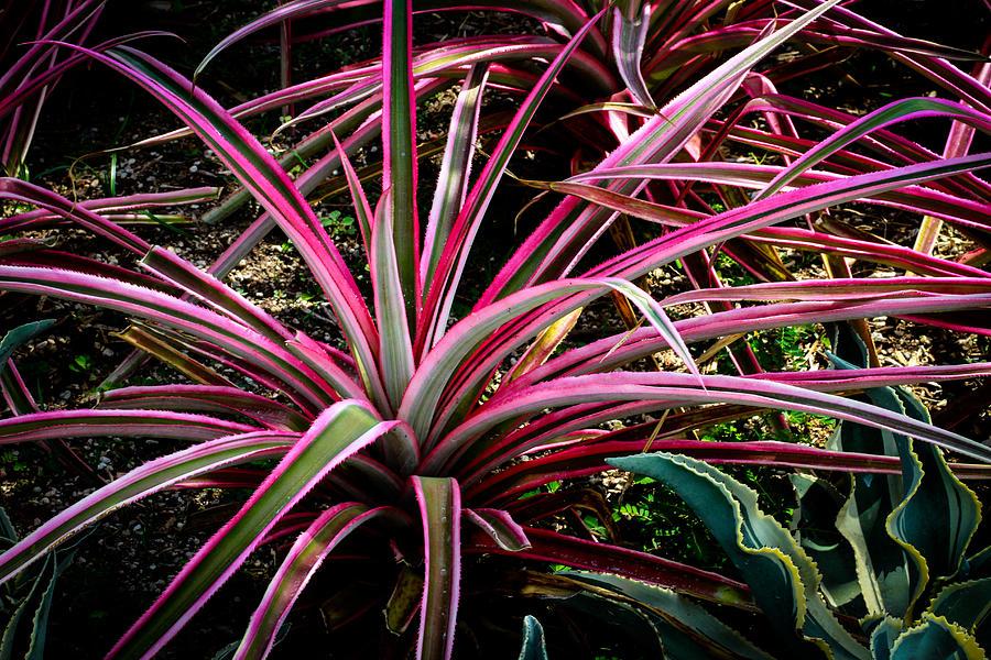 Dracaena Marginata Colorama Bush - View 10 from www redcrocus com