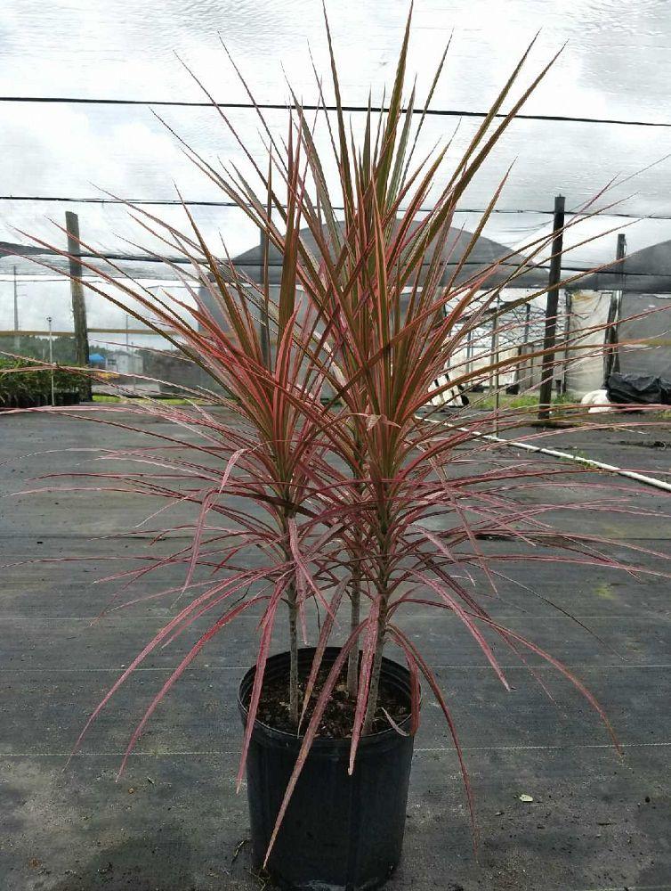 Dracaena Marginata Colorama Bush - View 13 from www redcrocus com