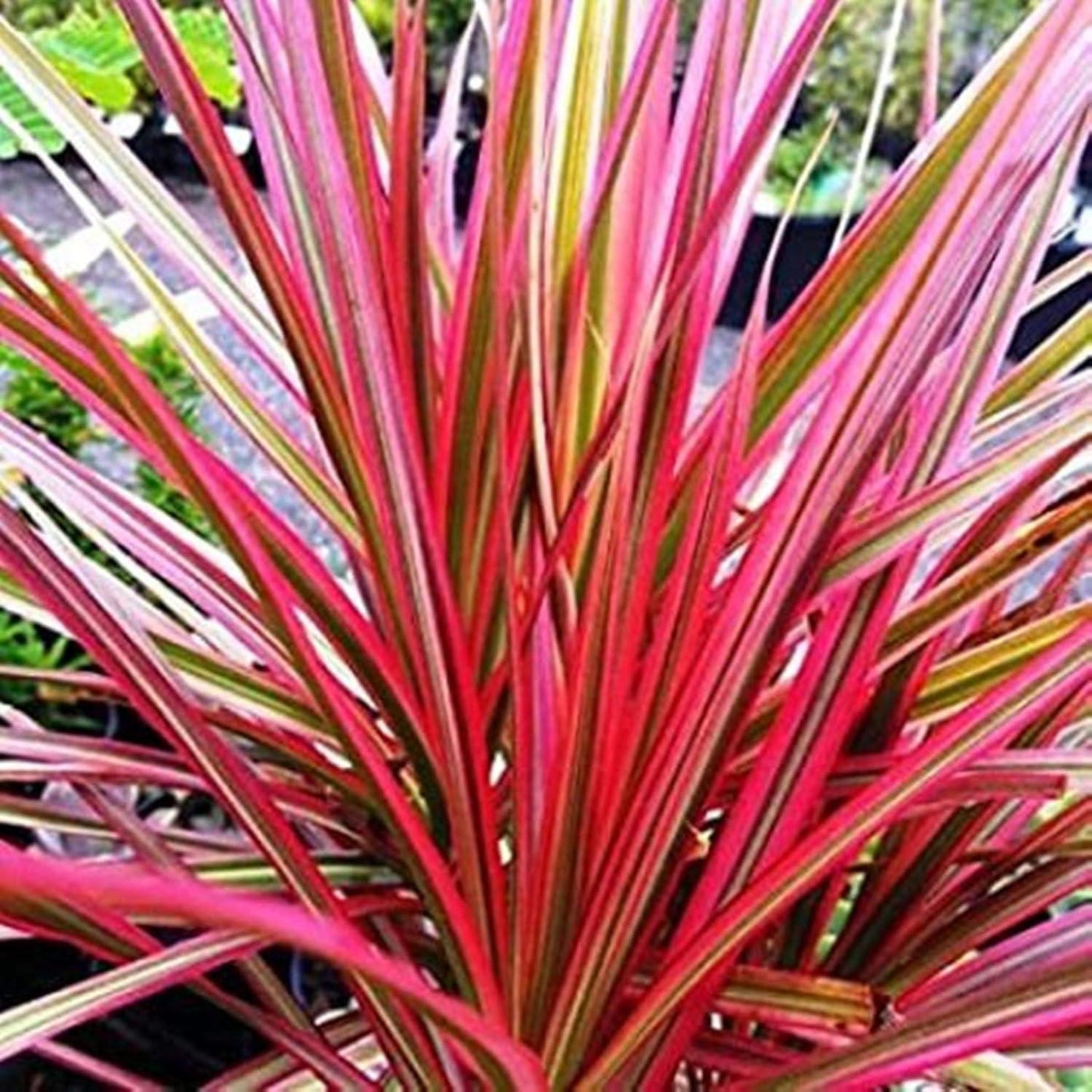 Dracaena Marginata Colorama Bush - View 14 from www redcrocus com