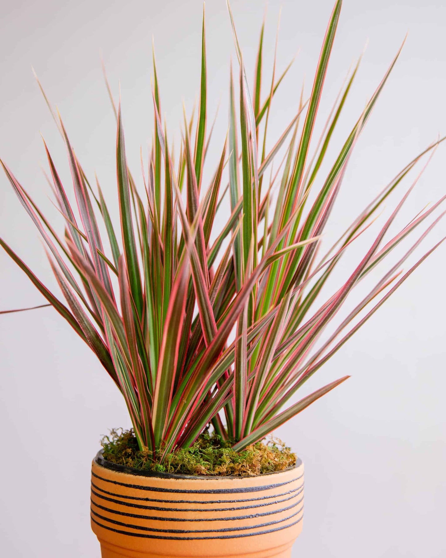 Dracaena Marginata Colorama Bush - View 15 from www redcrocus com