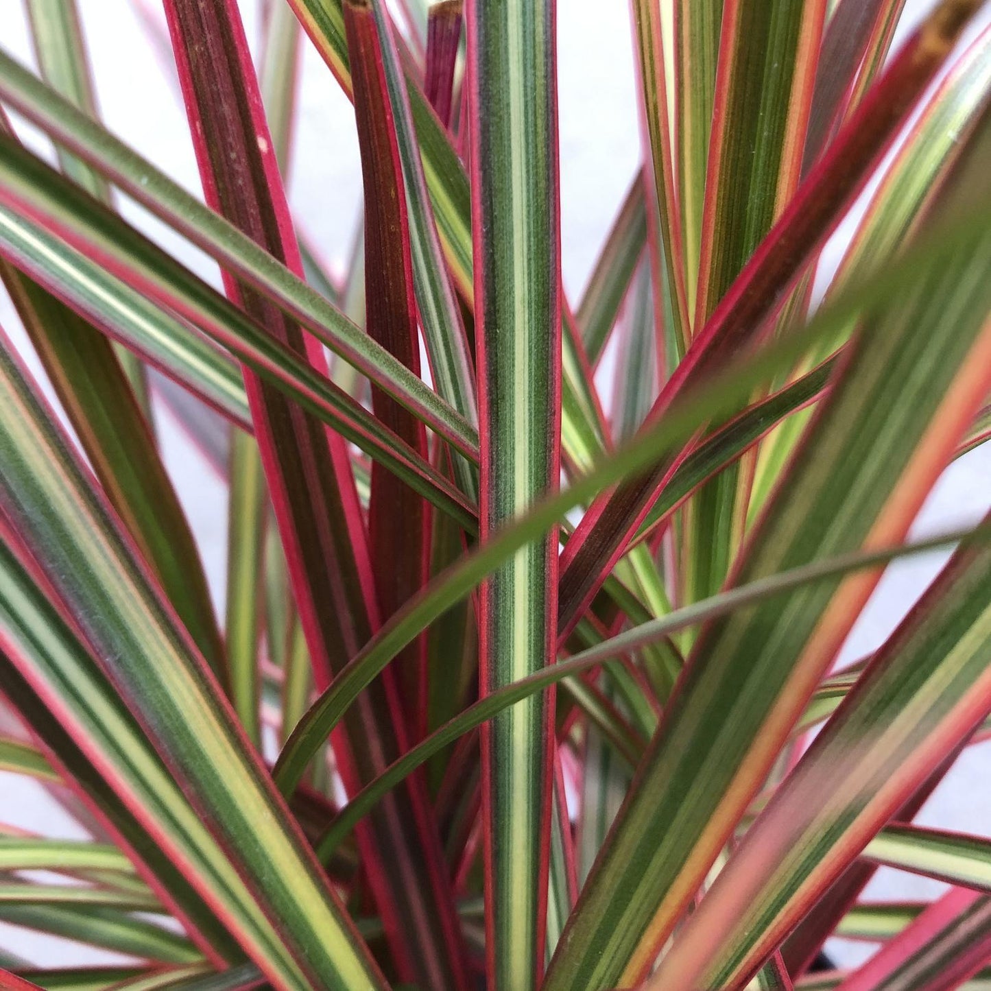 Dracaena Marginata Colorama Bush - View 18 from www redcrocus com
