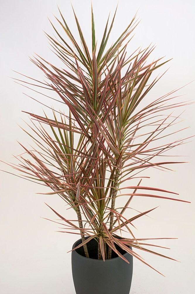 Dracaena Marginata Colorama Bush - View 3 from www redcrocus com