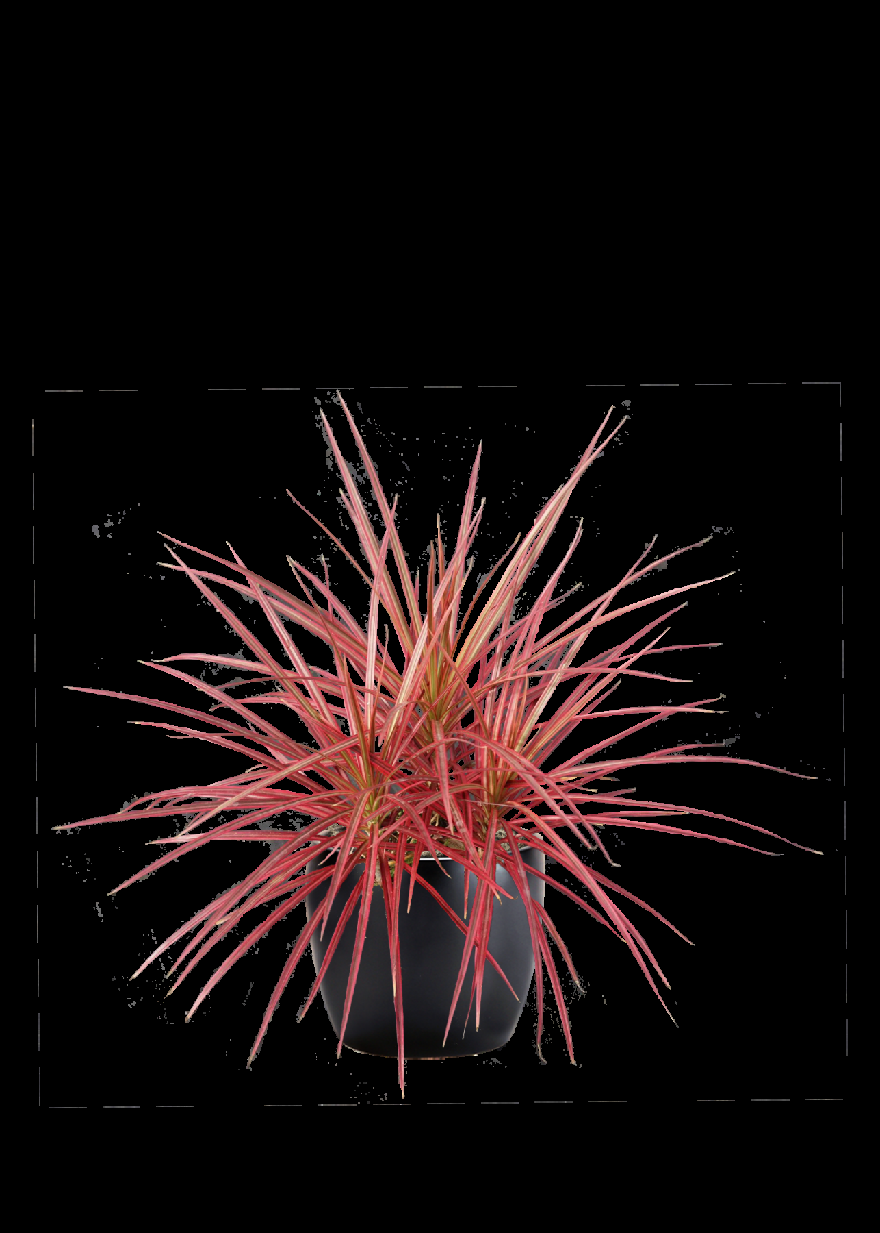 Dracaena Marginata Colorama Bush - View 7 from www redcrocus com