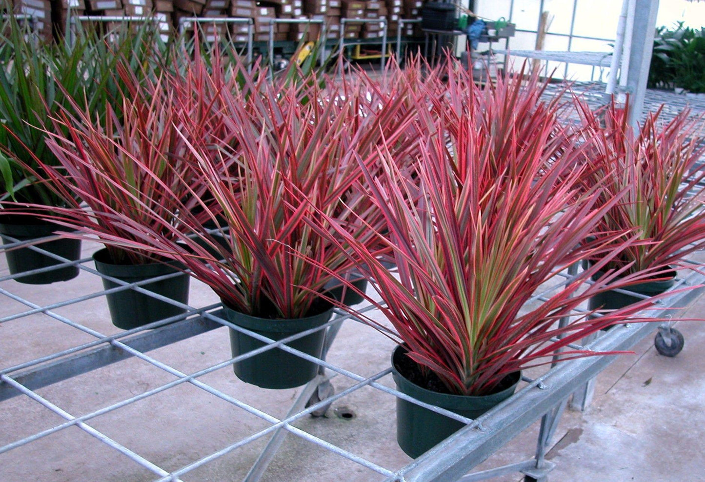 Dracaena Marginata Colorama Bush - View 7 from www redcrocus com