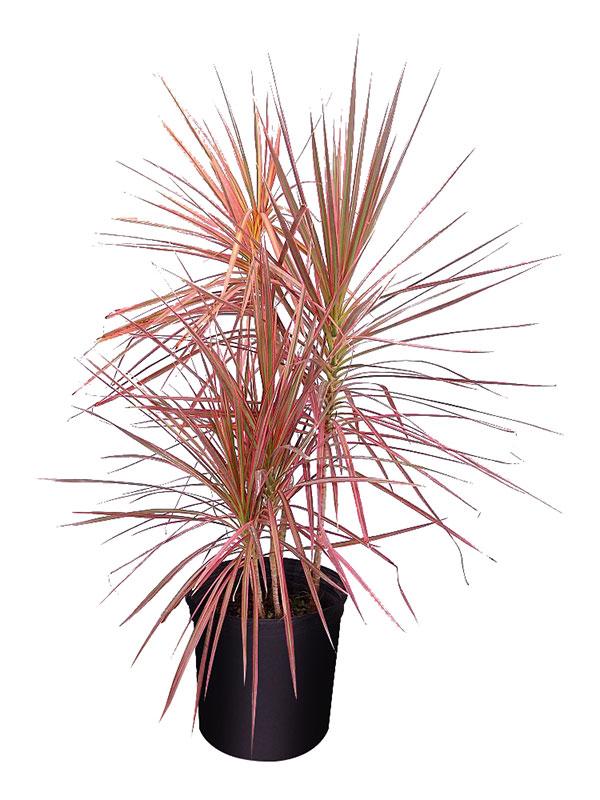 Dracaena Marginata Colorama Bush - View 9 from www redcrocus com