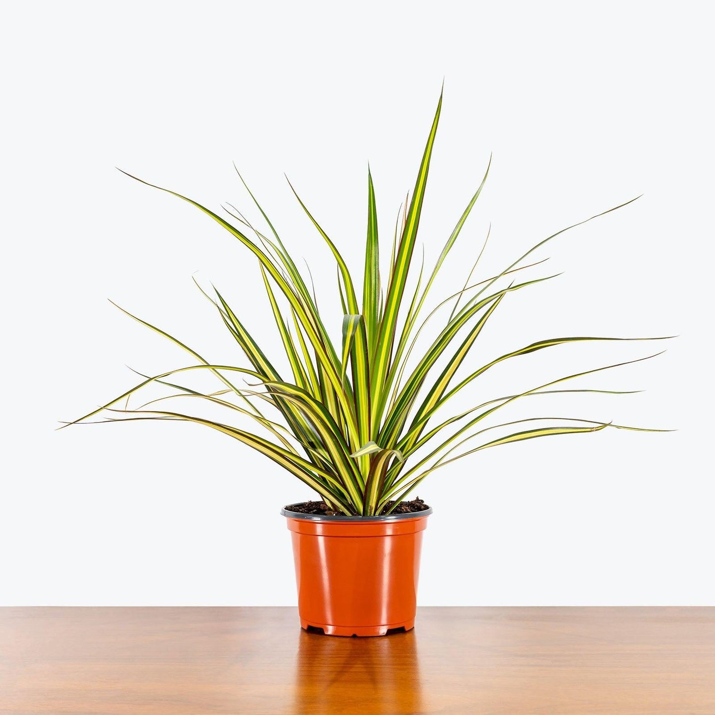 Dracaena Marginata Kiwi Bush - View 10 from www redcrocus com