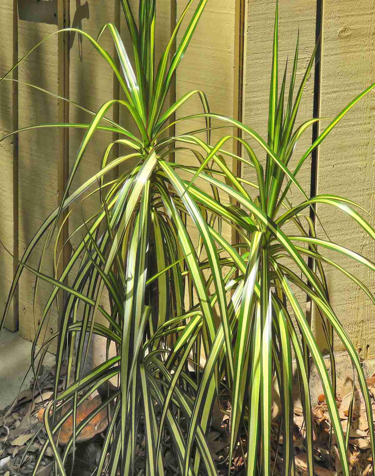 Dracaena Marginata Kiwi Bush - View 12 from www redcrocus com