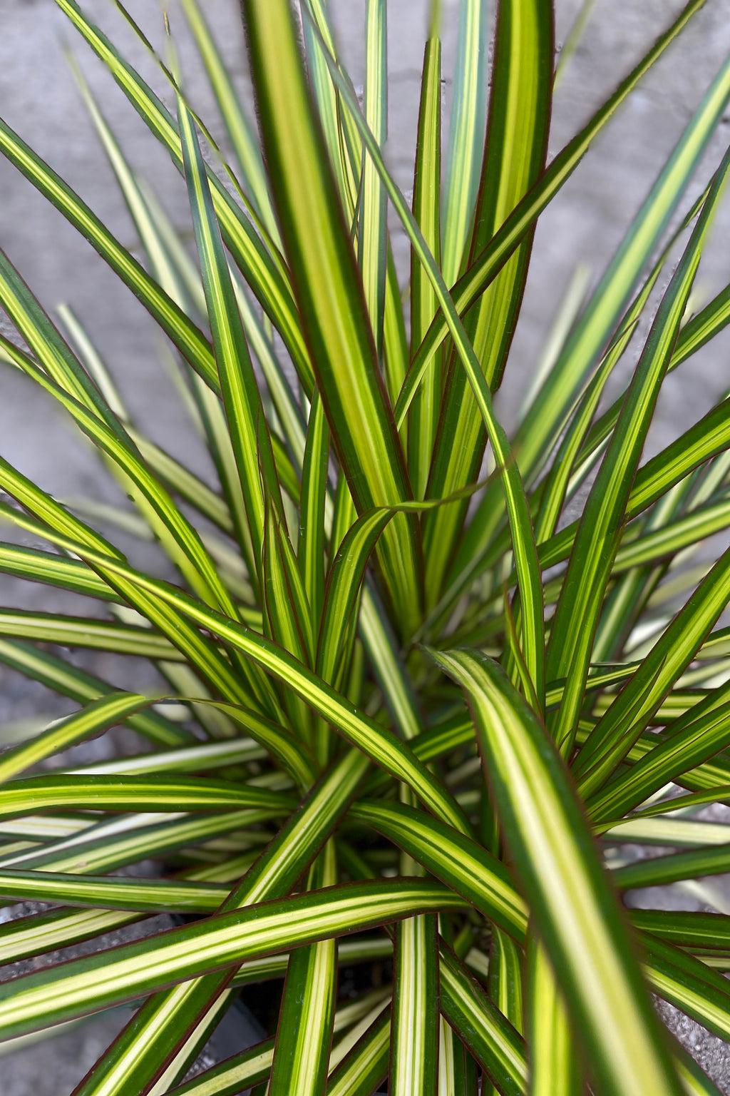 Dracaena Marginata Kiwi Bush - View 13 from www redcrocus com