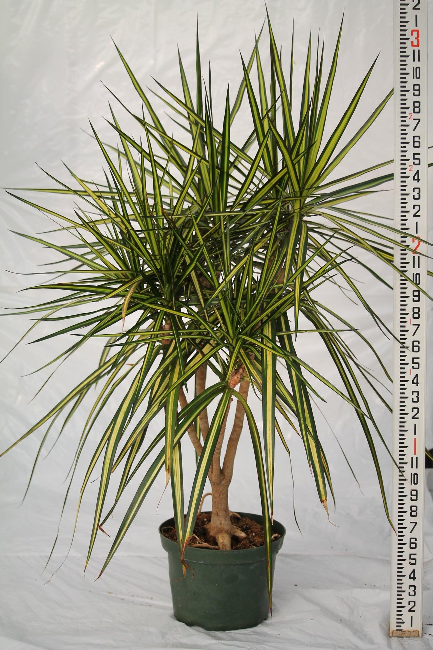 Dracaena Marginata Kiwi Bush - View 14 from www redcrocus com