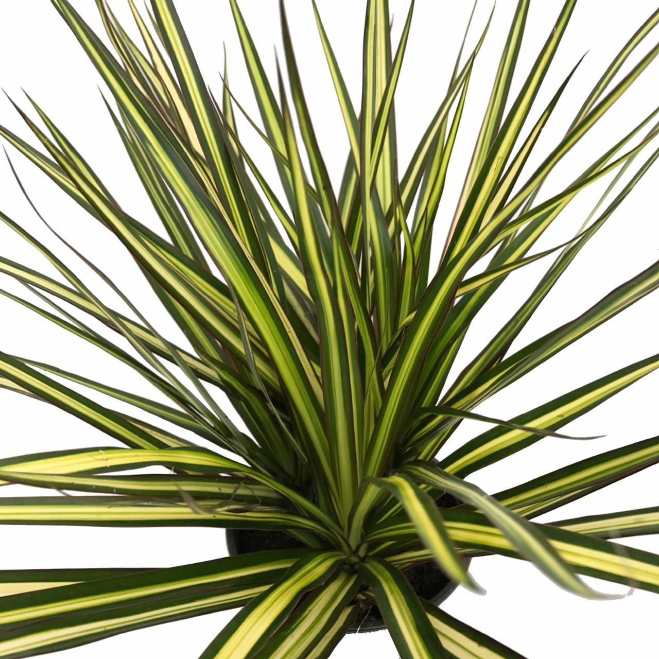 Dracaena Marginata Kiwi Bush - View 15 from www redcrocus com