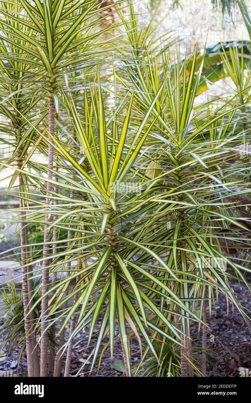 Dracaena Marginata Kiwi Bush - View 17 from www redcrocus com