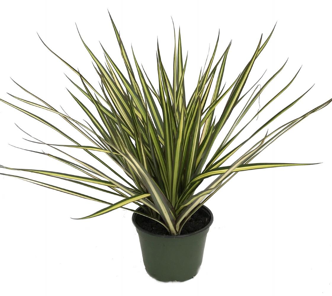 Dracaena Marginata Kiwi Bush - View 19 from www redcrocus com