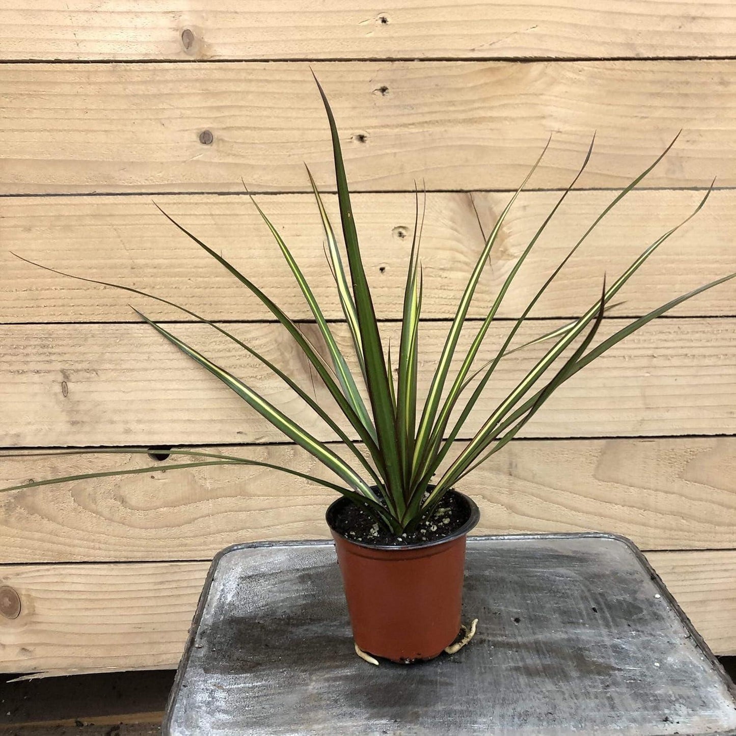 Dracaena Marginata Kiwi Bush - View 20 from www redcrocus com