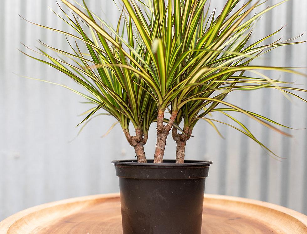 Dracaena Marginata Kiwi Bush - View 2 from www redcrocus com
