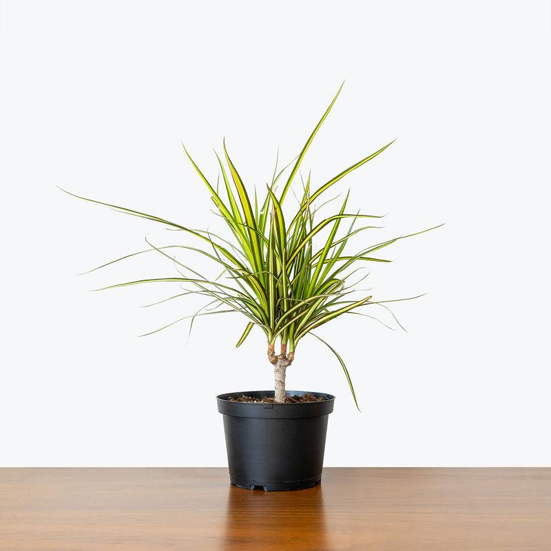 Dracaena Marginata Kiwi Bush - View 3 from www redcrocus com