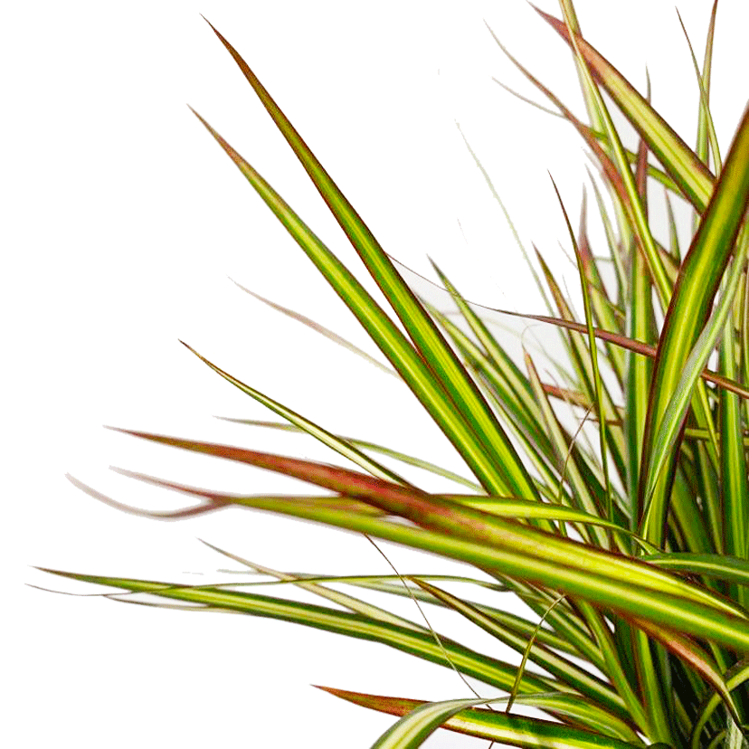 Dracaena Marginata Kiwi Bush - View 4 from www redcrocus com